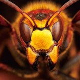 MUCC - Heide single - édition limitée